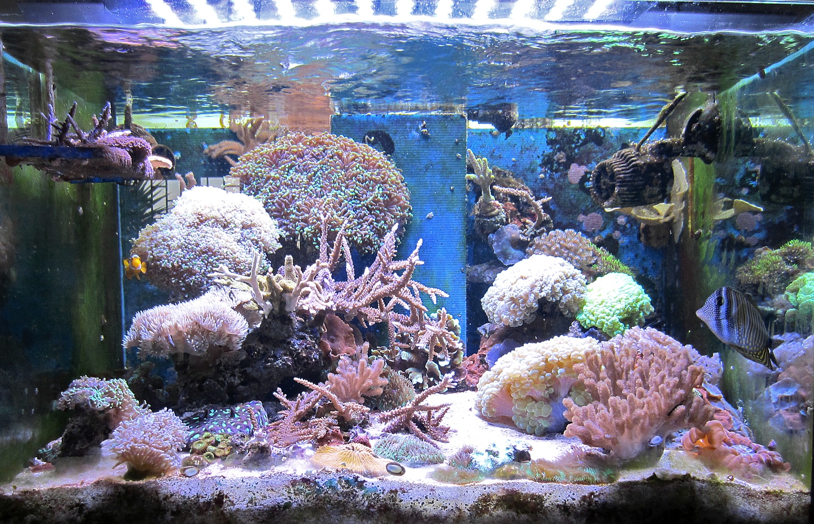 Acquario marino tropicale 80x55x55 ‘Easy LPS’ Acquariando consigli