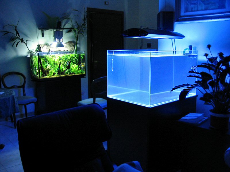 allestimento di acquario marino tropicale, cosa serve? - Allestimento Acquario Dolce Con Piante Vere allestimento di acquario marino tropicale, cosa serve? - Allestimento Acquario Dolce Con Piante Vere
