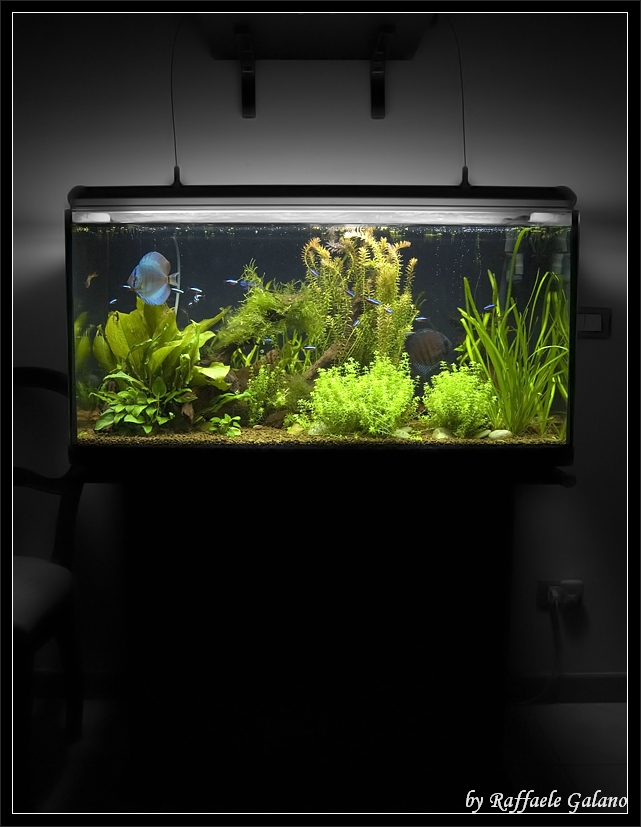 Acquario tropicale con piante di design