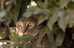 Foto della nostra gatta di nome BETTY
