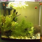 Acquario dolce in bagno: LAC destro