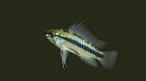 maschio di Apistogramma trifasciata, piccolo ciclide nano
