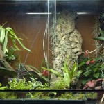 terrario / orchidario, aggiornato ad aprile 2009