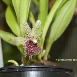 Kefersteimia tolimensis in fiore