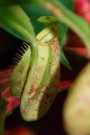 Nepenthes: piccola ampolla...con coperchietto. :-)