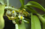 Fiorellini di Gastrochilus (Orchidea)