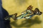 Snakeskin Mosaic Multicolor guppy, 3 ,aschi