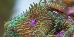 7038-bocche-fungia-verde