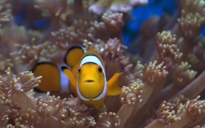 amphiprion ocellaris (pagliaccio)