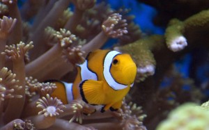 nemo? No... un fratellino!
