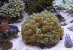 Plerogyra, bubble coral