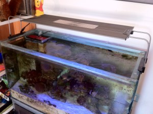 Acquario marino con plafoniera LED della RAZOR, appena montata