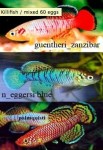 3 specie di Killifish (in arrivo le uova)