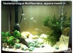 Acquario piccolo con ciclidi africani...piccoli