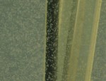 Nannochloropsis salina (alga)