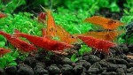 Red Cherry varietÃ  Sakura, cioÃ¨ dal rosso piÃ¹ intenso