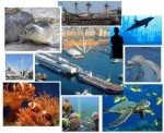 L'acquario di Genova, fra pesci, uccelli e invertebrati.