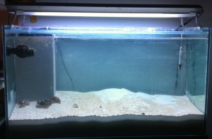 acquario-marino-2-11_2013