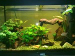 L'acquario di IVANO, con Anubias, piante per l'acquario d'acqua dolce