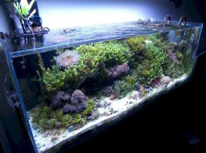 aquascape acquario marino con alghe