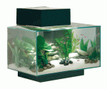 Fluval edge, il nuovo acquario minimalista della ASKOLL!