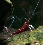 Caridina dennerli, la nuova specie di gamberetti tropicali d'acqua dolce