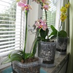 Phalenopsis in coltura semi idroponica