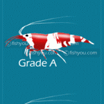 I vari Gradi di classificazione delle Caridine "Crystal Red"