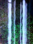 2 euphyllia dall'alto (frogspwan e parancora)