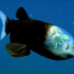 Pesce dalla testa trasparente (Barrel eye fish)