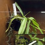 Gastrochilus obliquus, con i fiori pronti a sbocciare...