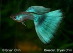 green guppy show