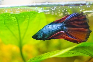 Betta splendens maschio