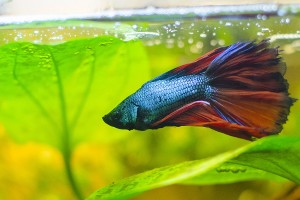 half-moon-betta-red-blue-1200