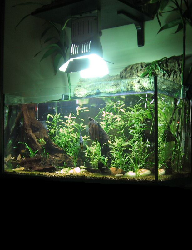 Foto verticale dell'acquario, compresa la parte emersa, faretto, sughero e steli di bambù