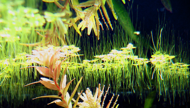 Rotala plant - Foto di pianta acquatica Rotala