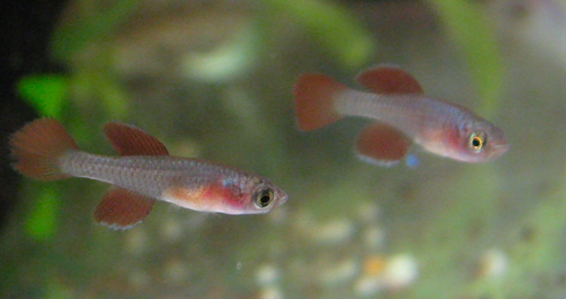 Killifish: N. korthausae red
