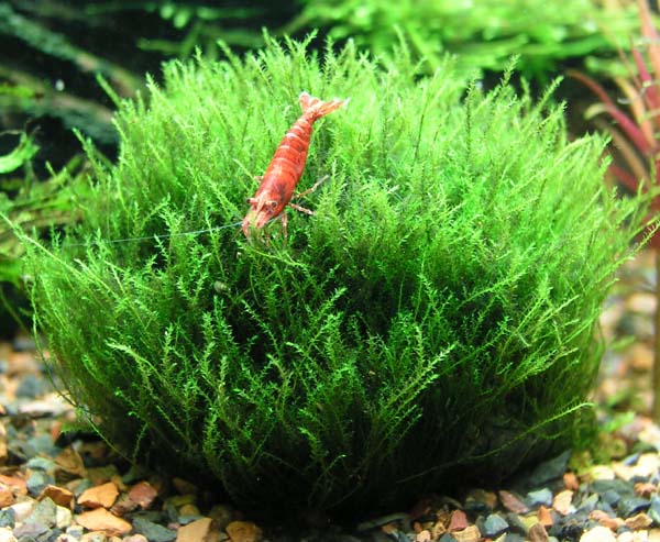 Stringy%20Moss-Leptodictyum%20ripariummoss.jpg