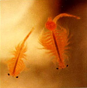 Maschio e femmina di artemia salina adulta (dette anche scimmie di mare)