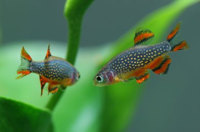 danio-galaxy-rasbora.jpg