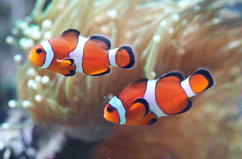 http://www.acquariando.info/wp-content/uploads/image/pesce-pagliaccio-clownfishes.jpg