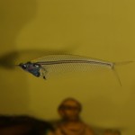 Kryptopterus bicirrhis - Pesci di vetro