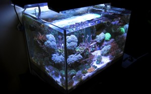 AcqIl mio acquario marino a settembre 2012, come si presenta la sera dopo le 22uario marino a settembre 2012, come si presenta la sera dopo le 22