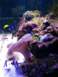 acquario marino di Lorenzo, a giugno 2015