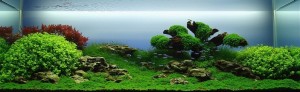 Moments Aquarium