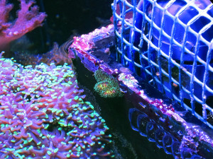 Pocillopora piccolissima