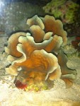 Cactus coral (pavona), corallo SPS, sotto la luce del flash dell'iPhone