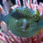 Pesce in un acquario marino...ma che strano!