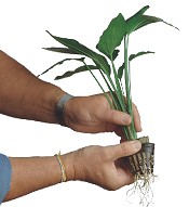 Estrarre la pianta dal vasetto di plastica