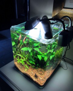 Red Cubo, acquario cubico appena allestito in salotto